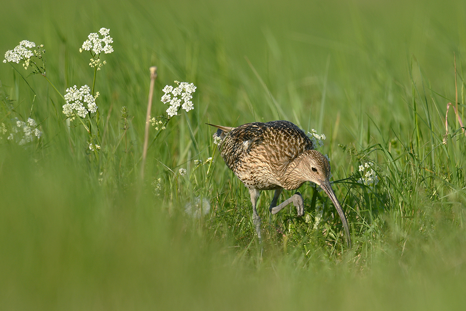 Kulik wielki