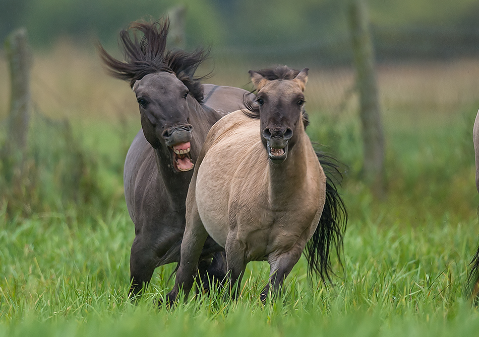 Konik polski