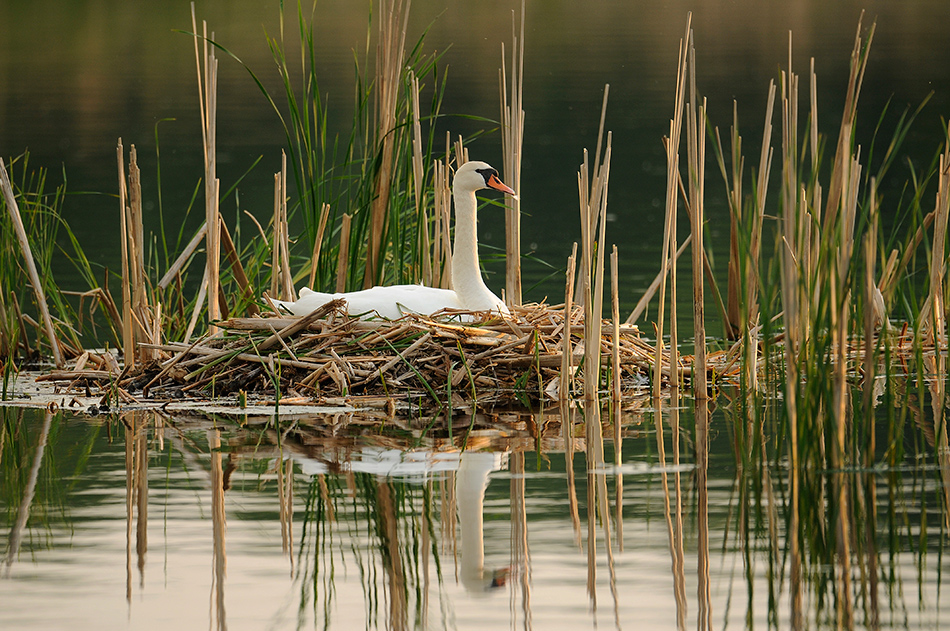 Łabędź Niemy