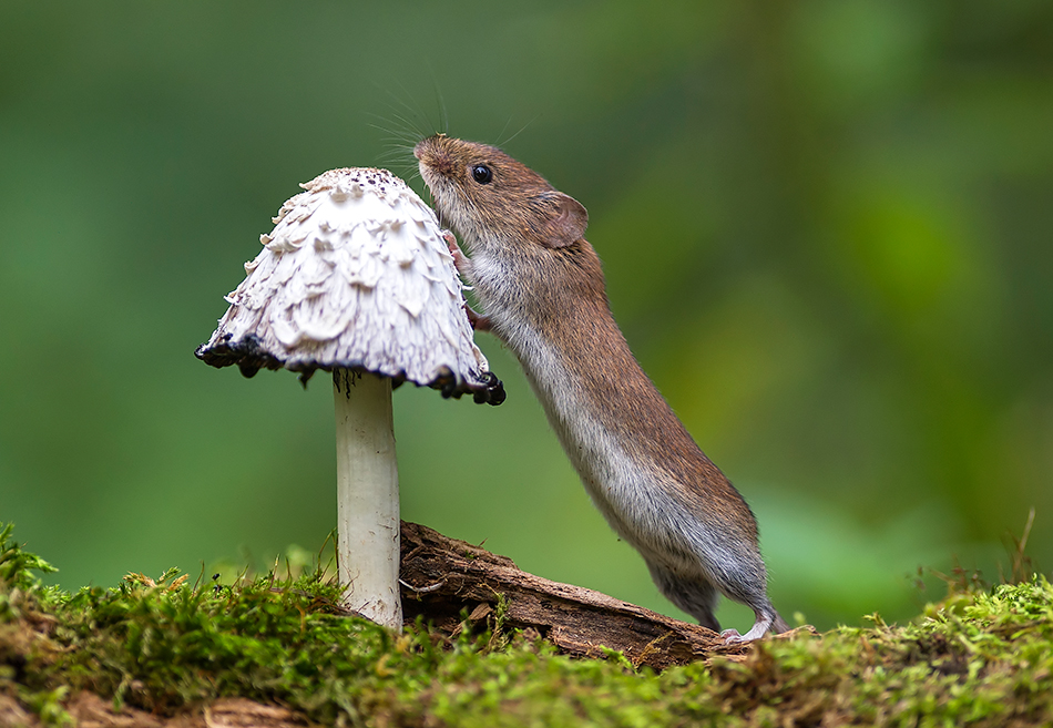 Nornica ruda 