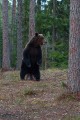 Niedźwiedź Brunatny