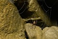 Sieciarz jaskiniowy