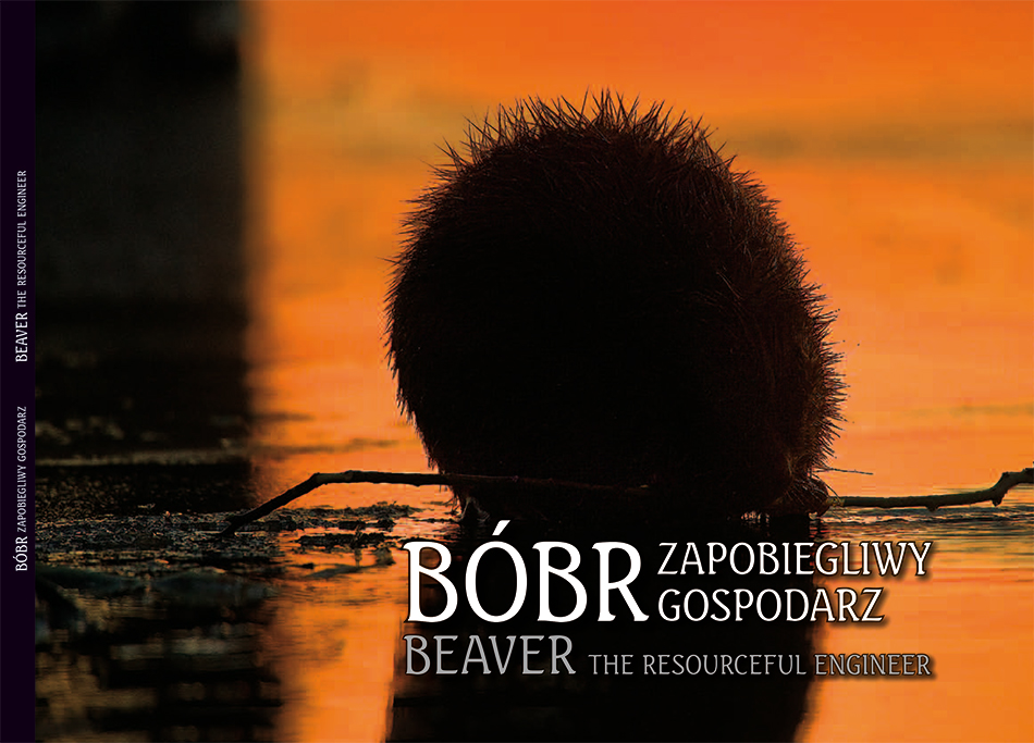 BÓBR zapobiegliwy gospodarz BEAVER the resourceful engineer