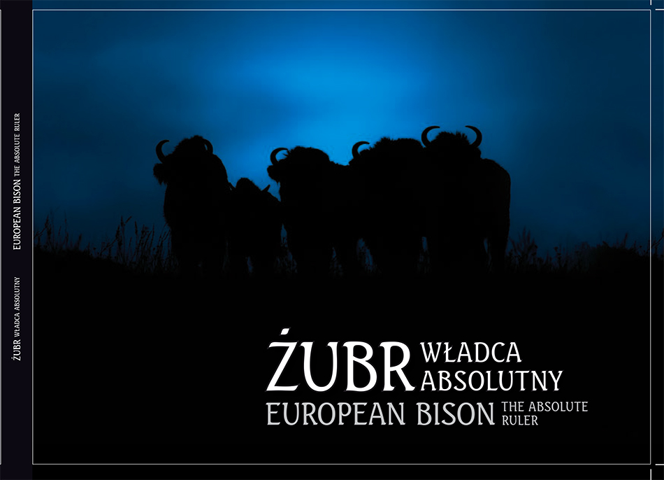 ŻUBR władca absolutny EUROPEAN BISON the absolute ruller